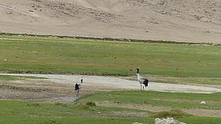 Schwarzhalskraniche in Ladakh - Fauna in Indien