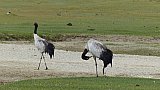 Schwarzhalskranich-P&auml;rchen - Fauna in Indien