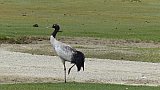 Schwarzhalskranich in Ladakh - Fauna in Indien