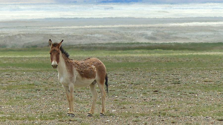 Tibetischer Wildesel - Fauna in Indien