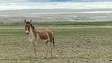 Tibetischer Wildesel - Fauna in Indien