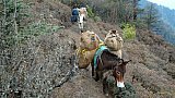 Tragtiere auf dem Druk Path Trek - Paro - Haa: Landschaft