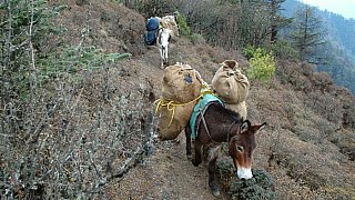 Tragtiere auf dem Druk Path Trek - Paro - Haa: Landschaft