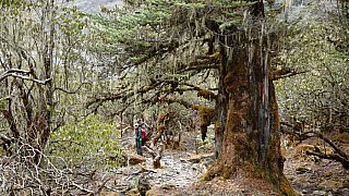 Ein Wald wie ein M&auml;rchen in Bhutan - Paro - Haa: Landschaft