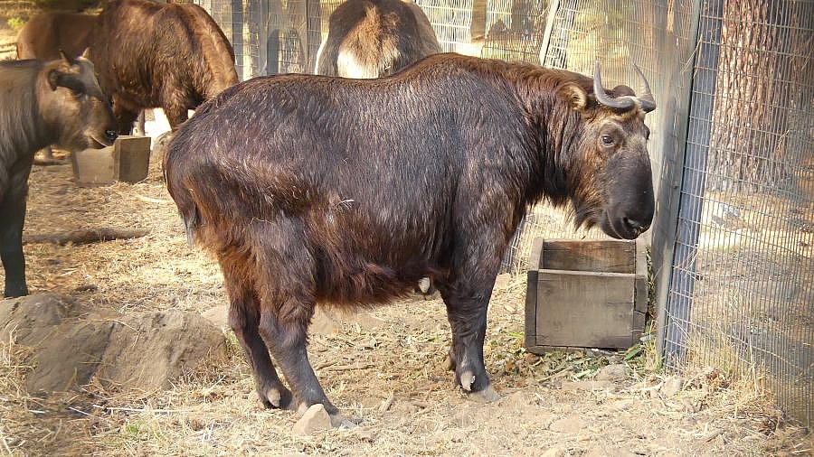 Takin im Takin Preserve in Thimphu - Fauna in Bhutan