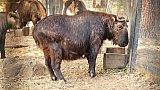 Takin im Takin Preserve in Thimphu - Fauna in Bhutan