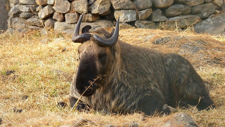 Takin im Takin Preserve in Thimphu - Fauna in Bhutan