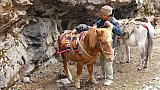 Satteln des Reit-Ponys - Thimphu-Punakha: Laya Trekking