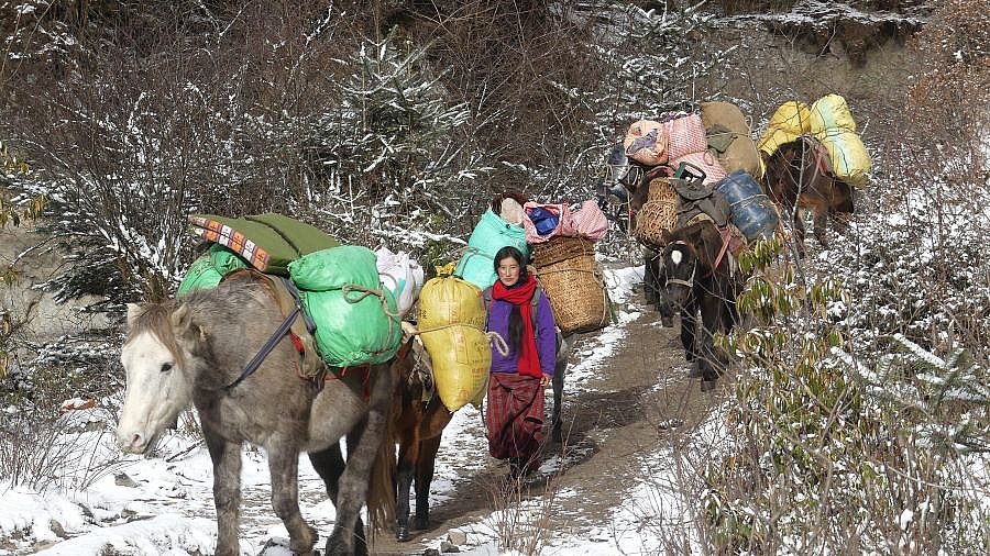 Pony-Karawanen von Laya nach Punakha - Thimphu-Punakha: Laya Trekking