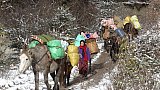 Pony-Karawanen von Laya nach Punakha - Thimphu-Punakha: Laya Trekking