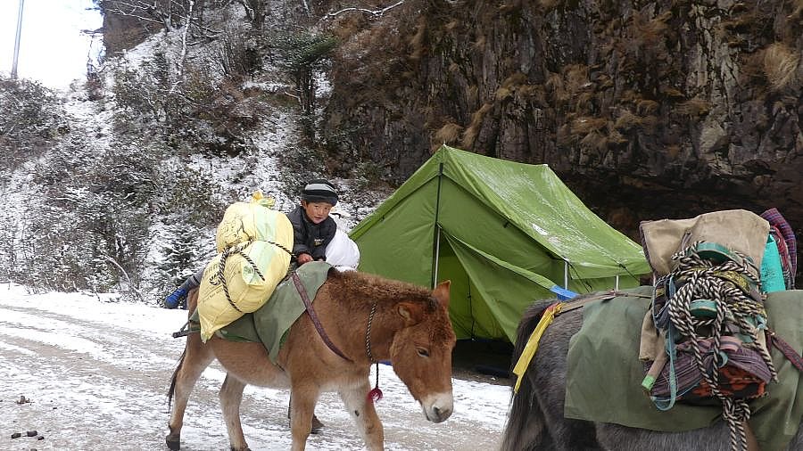Pony - Thimphu-Punakha: Laya Trekking