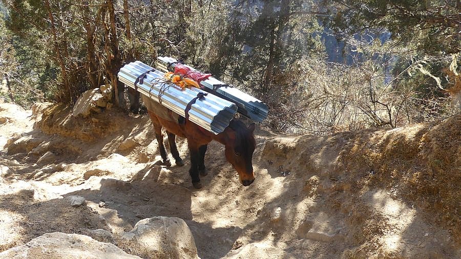 Schwerbeladene Ponys - Thimphu-Punakha: Laya Trekking