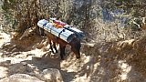 Schwerbeladene Ponys - Thimphu-Punakha: Laya Trekking