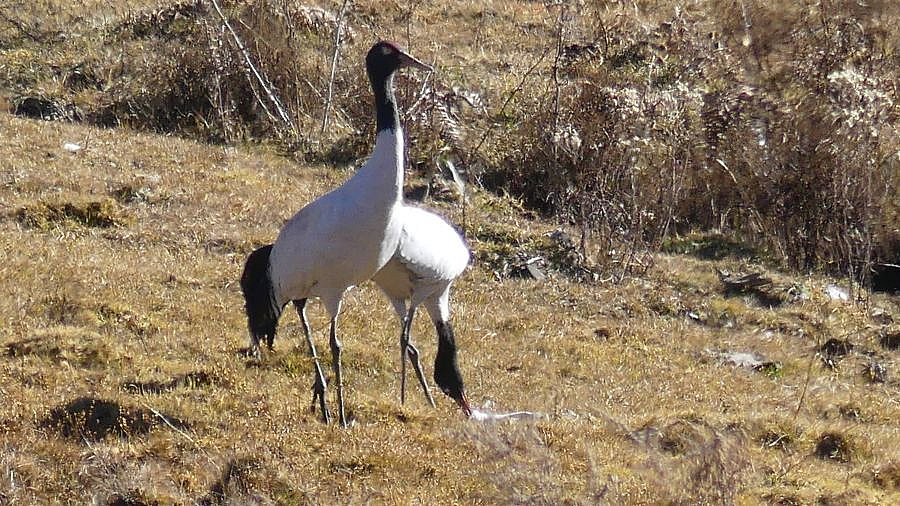 Schwarzhalskraniche im Phobjika-Tal - Fauna in Bhutan
