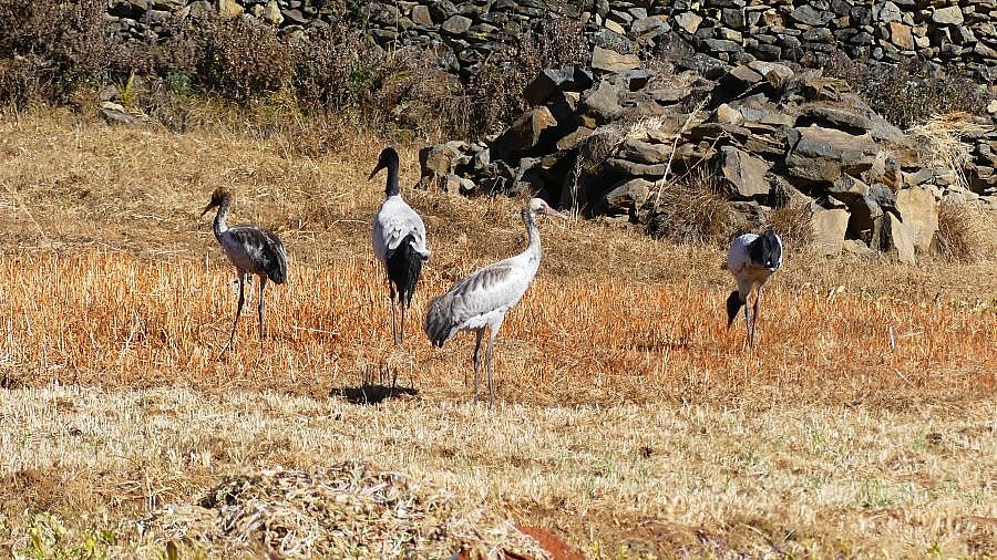 Schwarzhalskraniche im Phobjikha-Tal in Bhutan - Fauna in Bhutan