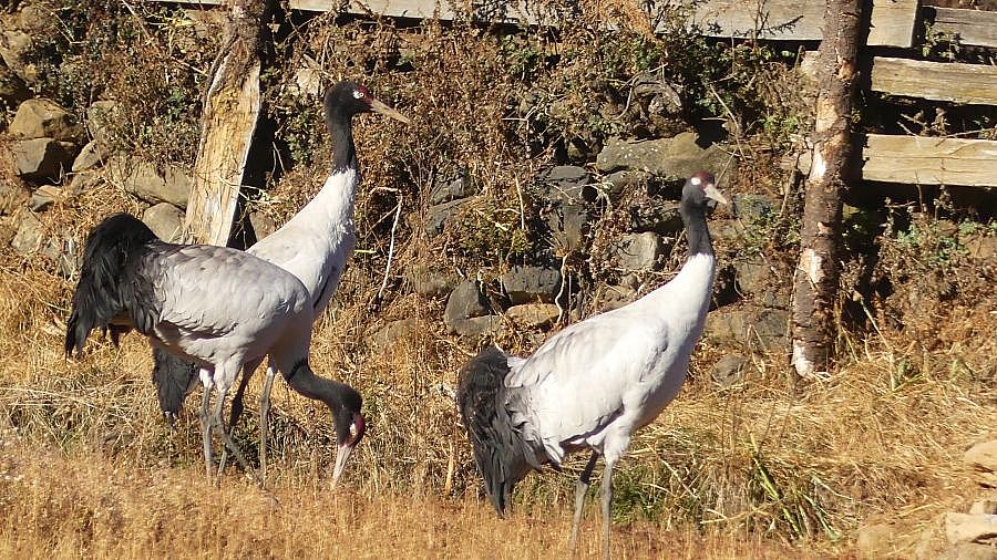 Schwarzhalskraniche im Phobjikha-Tal in Bhutan - Fauna in Bhutan