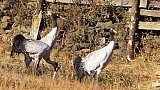 Schwarzhalskraniche im Phobjikha-Tal in Bhutan - Fauna in Bhutan