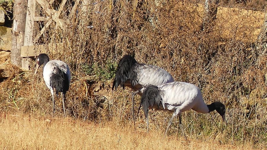 Schwarzhalskraniche im Phobjikha-Tal in Bhutan - Fauna in Bhutan