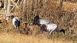 Schwarzhalskraniche im Phobjikha-Tal in Bhutan - Fauna in Bhutan