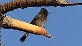 Vogel auf der Strecke von Lhuentse nach Mongar - Vogelwelt in Bhutan
