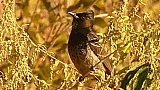 Vogel auf der Strecke von Lhuentse nach Mongar - Vogelwelt in Bhutan