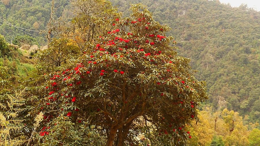 Rhododendron-Bl&uuml;te  bei Mongar - Flora in Bhutan