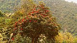 Rhododendron-Bl&uuml;te  bei Mongar - Flora in Bhutan