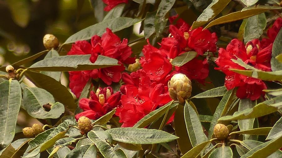 Tiefrote Rhododendron-Bl&uuml;te - Flora in Bhutan