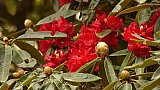 Tiefrote Rhododendron-Bl&uuml;te - Flora in Bhutan