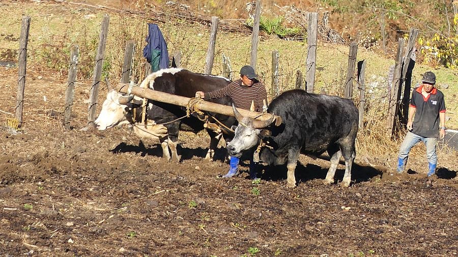 Feldarbeit mit Mithuns - Ost-Bhutan: Land und Leute
