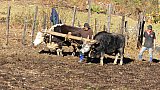 Feldarbeit mit Mithuns - Ost-Bhutan: Land und Leute