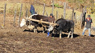 Feldarbeit mit Mithuns - Ost-Bhutan: Land und Leute