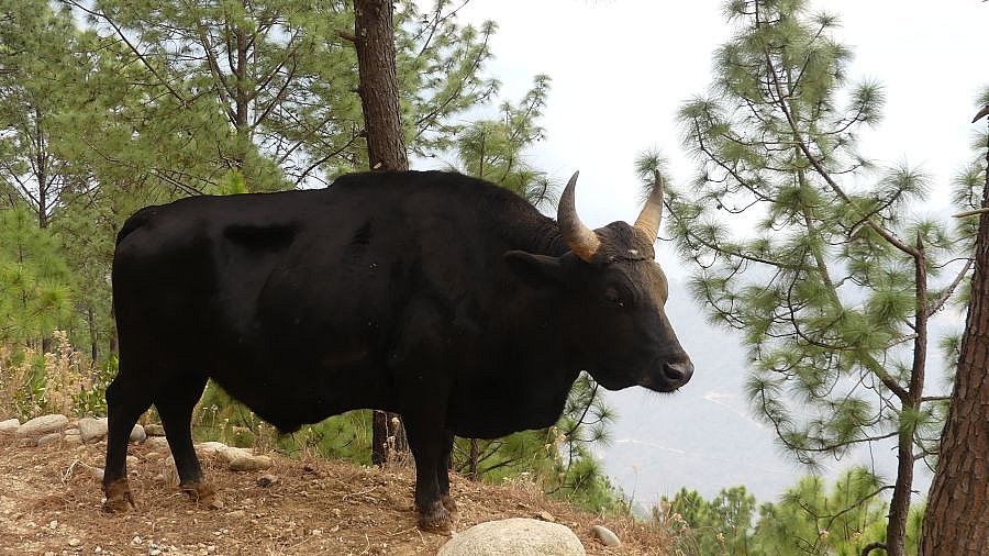 Mithun - Ost-Bhutan: Land und Leute
