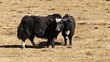 Yaks auf einer Bergwiese - Paro - Haa: Sage La Trekking