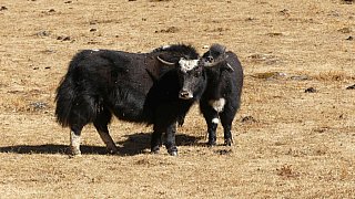 Yaks auf einer Bergwiese - Paro - Haa: Sage La Trekking