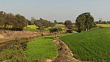 Senffelder im l&auml;ndlichen Indien - Madhya-Pradesh: Landschaft