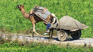 Kamelkarren mit Last unterwegs - Madhya-Pradesh: Land und Leute