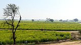 Endlose Senffelder entlang der Stra&szlig;e - Madhya-Pradesh: Landschaft