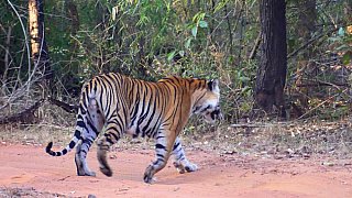 Tiger im Bandhavgarh Nationalpark - Fauna in Indien