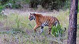 Tiger im Bandhavgarh Nationalpark - Fauna in Indien