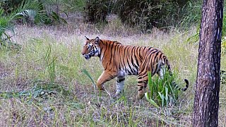 Tiger im Bandhavgarh Nationalpark - Fauna in Indien