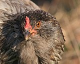 Huhn im Bhoramdeo Jungle Retreat - IND-Blog-Bilder