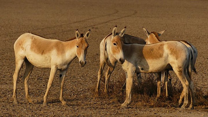 Wildesen im Little Ran of Kutch Nationalpark - Gujarat - Flora und Fauna