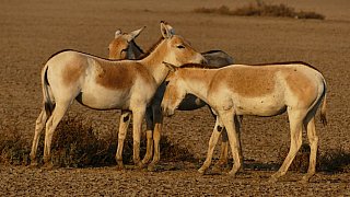 Indischer Wildesel (Khur) - Gujarat - Flora und Fauna