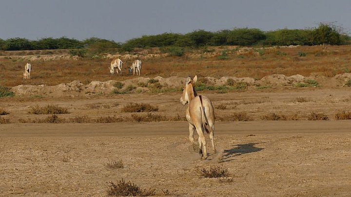 Indische Wildesel in der Steppe - Gujarat - Flora und Fauna