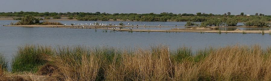 Brackwasser-Sumpfgebiet im Kutch Natiionalpark - Gujarat - Flora und Fauna