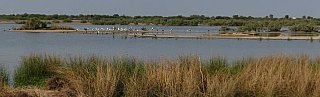 Brackwasser-Sumpfgebiet im Kutch Natiionalpark - Gujarat - Flora und Fauna