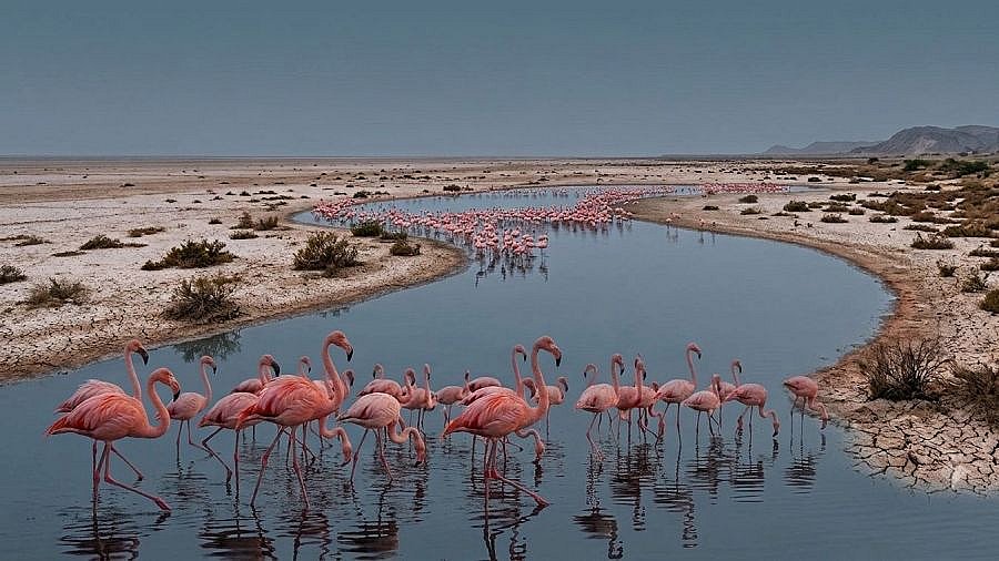 Rosa Flamingos im Kutch Nationalpark - Gujarat - Flora und Fauna