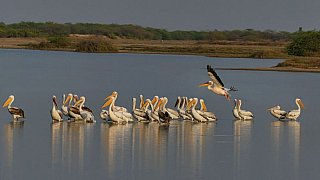 Kleine Pelikan-Kolonie - Gujarat - Flora und Fauna