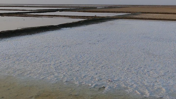 Salzfelder im Kutch Nationalpark - Gujarat - Flora und Fauna